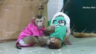 Baby Monkey Mori And Dodo After Food Very Happy Playing Together