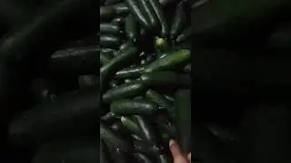 @new harvest from our garden #cucumber #satisfyingvideo #buhayprobinsya