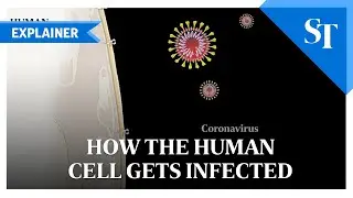 How the human cell gets infected | Covid-19 explainer | The Straits Times