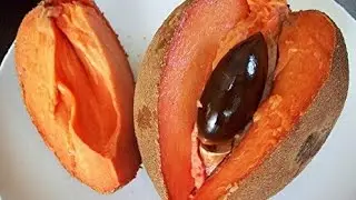 🌍World biggest variety sapota/Chiku , Mummy sapota ,#greencarenursery #shorts #youtubeshorts #chiku