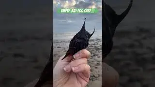 Empty, Ray Egg cases found at the beach&hellip;