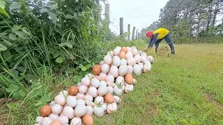 OH unique! Harvesting duck eggs, a lots of on the at field by best hand a farme