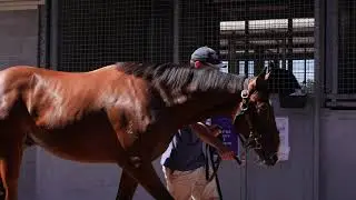 Maurice x Prahaar colt