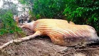 TERRIFYING Things Found In The Amazon Jungle