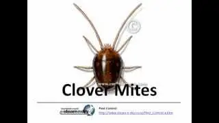Pest Control Clover Mites and Clover Mite Control