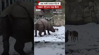Poland के चिड़ियाघर में गैंडे और हिरण की 'टक्कर', देखिए वीडियो | (BBC Hindi)
