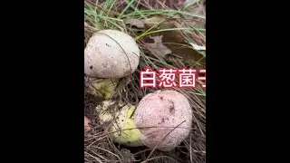 美好的一天从捡菌子开始 今天又捡爆篮啦 #捡菌子 #野生菌 #采蘑菇 #上山采蘑菇