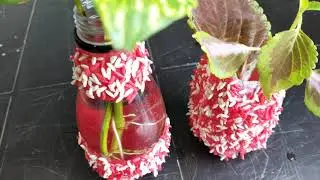 FIZZ bottle craft idea / DIY bottle decor ideas / reuse bottle ideas