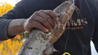 Attacked by Monster Katty's while trout fishing Laguna Lake!!! 🏊&zwj;♂️ 🦈 