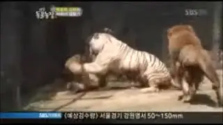 Lion vs Tiger | The white tiger fights a male lion and lioness.