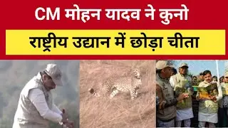 CM Mohan Yadav ने International Cheetah Day पर Cheetah Veera को Kuno National Park में छोड़ा