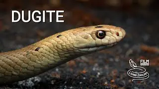 Dugite, one of the deadly venomous Australian brown snakes