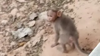 Monkey's checking food in vehicles #subscribe #funny #funnyvideo #fun