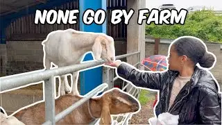 Feeding Goats, Alpacas, and More!