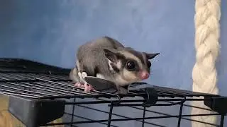 #006 Apenas o Xikinho, o Sugar Glider ou Planador do Açúcar (Momonga). Super Curioso!