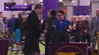Scottish Terriers | Breed Judging 2026