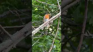#little bird #bird sounds #tiny orange bird