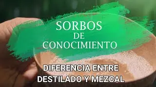 Diferencia entre destilado de agave y mezcal - Sorbos de conocimiento