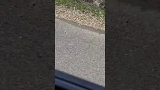 Dancing woodcock