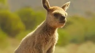 Prehistoric Planet Ice Age [2025] - Baby Procoptodon Screen Time