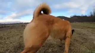 ASMR-type dog walking January 2023