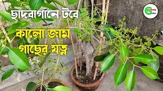 কালো জামের যত্ন || Black Plum || Presented by Gardening Culture...