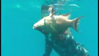 Joe: Male Hogfish... Part 2