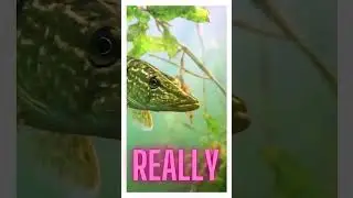 What u may see in austrian lakes