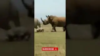 A RHINO FIGHTING A KID RHINO 😭😭😢#dailyvlog #villagerlifestyle #kenyanews #shortvideo