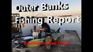 Fishing Report Outer Banks - Beating the Red Drum