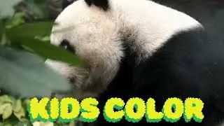 🐼 Panda Song | Cute Panda Dance Song for Kids | Fun Animal Nursery Rhyme