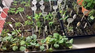 Growing Vegetables in a Small Garden Urban Homestead in the Midwest: Garden Update Vlog #69