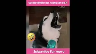 Cutest Things That Husky Can Do 😂🐶||AnimalTube #shorts #husky