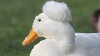 White Crested Ducks | Pekins With Pom-poms