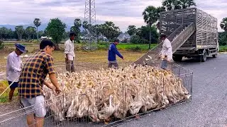 Vietnamese animal husbandry: daily life in the countryside: talking about migratory ducks