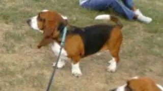 Basset Sounds