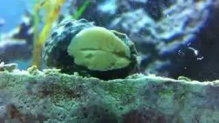 Mysid Shrimp in the Refugium