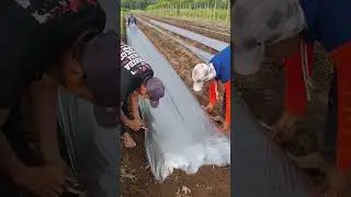This is the process of installing plastic mulch -Agriculture farming #shorts