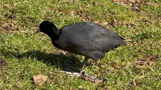 Лысуха щиплет травку.Ein Bl&auml;sshuhn knabbert am Gras.The coot is nibbling grass.