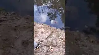 Checking the Fish Trap! Look Look Look🤣
