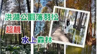 深圳洪湖公園📸落羽杉、落羽松 限定登場🍁｜夢幻「水上森林」打卡點｜地鐵可達！深圳冬日景點攻略 🚇 洪湖公園落羽松