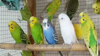 3 hour Calm Budgie Sounds for a Peaceful Atmosphere | Relaxing Birds