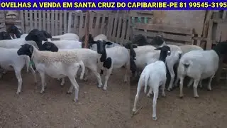 LOTE DE OVELHAS A VENDA CONTATO 81 9545-3195