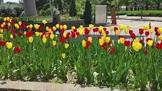 A Tulip Flower Bed in International Horticulture Goyang Korea 2025