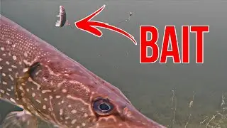 Щука РАЗДАВЛИВАЕТ живую наживку на КАМЕРУ!