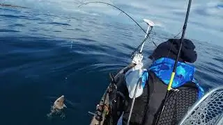 Divertimento con pesce balestra, canna jlc Zanzibar S663 mulinello Saragosa 6000. 