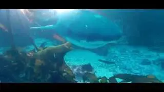 Cape Fur Seal and Sevengill shark diving with Pisces Divers