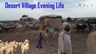 Daily Routine in Desert Village || Simple Desert Life || Cholistan Desert ||  Pure Mud houses life