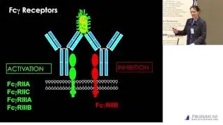 Menna Clatworthy: Novel functions for IgG in modulating immune highways and DC traffickingficking