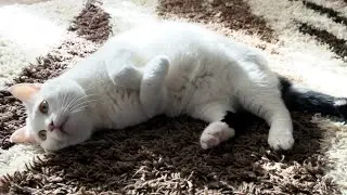 😻 cute and funny 😸 cat @catTwist 🐾Funny videos with a cat😸